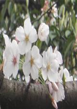 ������ä�������ʷ���